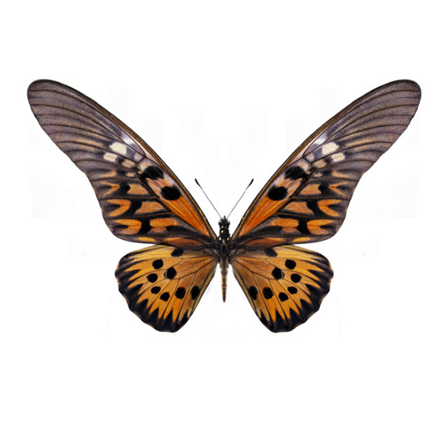 Maria Stijger + Papilio Antimachus
